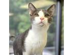 Adopt Merle a Domestic Shorthair / Mixed cat in Rocky Mount, VA (38390632)