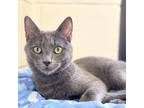 Adopt Leigh a Russian Blue / Mixed cat in Rocky Mount, VA (38551298)