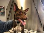 Adopt Ranger a Rat Terrier