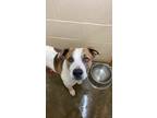 Ali (hw+), Terrier (unknown Type, Small) For Adoption In Paducah, Kentucky