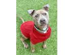 Adopt Numa a Pit Bull Terrier