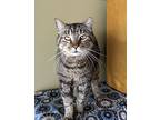 Fred, Domestic Shorthair For Adoption In South Bend, Indiana