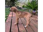 Buster, Golden Retriever For Adoption In Fern Park, Florida