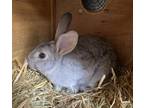 Adopt *Khoni* a Mini Rex / Mixed rabbit in Salt Lake City, UT (38541404)