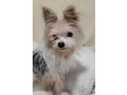 Adopt Chip Charlie a Yorkshire Terrier