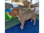 Samson, American Staffordshire Terrier For Adoption In Apple Valley, California