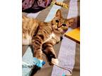 Adopt Matcha a Brown Tabby Domestic Shorthair / Mixed (short coat) cat in Parker