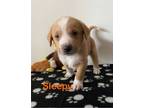 Adopt Sleepy a Labrador Retriever, Australian Cattle Dog / Blue Heeler