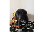 Adopt Prince a Labrador Retriever, Australian Cattle Dog / Blue Heeler