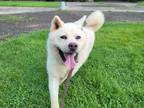 Adopt Shushu a White Samoyed / Jindo / Mixed dog in Palisades Park