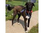 Adopt Venus a Black Labrador Retriever / Shepherd (Unknown Type) / Mixed dog in