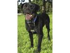 Adopt SAMMY BOY PEACEMAKER a Black Rottweiler / Labrador Retriever / Mixed dog