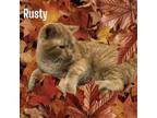 Adopt Rusty a Domestic Short Hair