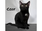 Adopt Cody a Domestic Short Hair