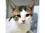 Adopt Skeeter a White Domestic Shorthair / Domestic Shorthair / Mixed cat in