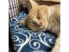 Adopt Simba a Domestic Short Hair