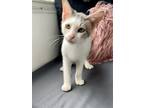 Adopt Doc a White (Mostly) Domestic Mediumhair / Mixed (medium coat) cat in