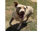Adopt Missy a Tan/Yellow/Fawn - with White Pit Bull Terrier dog in Opelousas