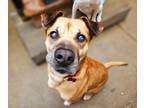 Adopt Hugh (ADOPTED!) a Boxer, Black Mouth Cur