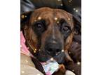 Adopt Martin a Boxer