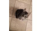 Adopt Wicket a Gray or Blue (Mostly) American Curl / Mixed (medium coat) cat in