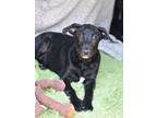 Adopt Ozzy (Lula's Litter) a Black - with White Shepherd (Unknown Type) /