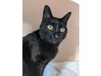 Adopt Mack a Bombay, Domestic Short Hair