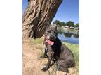 Adopt Diana a Gray/Blue/Silver/Salt & Pepper American Pit Bull Terrier dog in