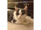 Adopt Omen a Domestic Shorthair / Mixed (short coat) cat in Cincinnati