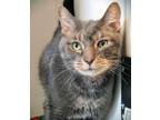 Adopt Tempo (In Foster) a Domestic Short Hair