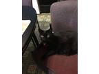 Adopt Leah a All Black Domestic Shorthair / Mixed (medium coat) cat in