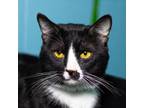 Adopt Villa a Domestic Short Hair