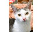 Adopt Indy a Domestic Shorthair / Mixed (short coat) cat in Clinton