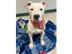 Adopt Norton a Pit Bull Terrier, Mixed Breed