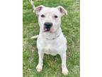 Adopt Norton a Pit Bull Terrier, Mixed Breed