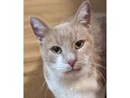 Adopt Marius a Domestic Short Hair