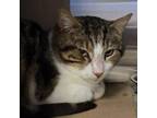 Adopt Kingston a Domestic Short Hair