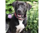 Adopt Winona a Black Retriever (Unknown Type) / Mixed Breed (Medium) / Mixed dog