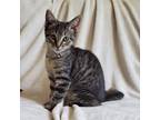 Adopt Tsireya (High Energy) a Gray, Blue or Silver Tabby Tabby (short coat) cat