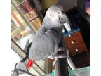 Adopt Koby a African Grey