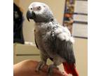 Adopt Toby a African Grey