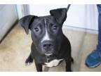 Adopt Baxter a Pit Bull Terrier / Mixed dog in Mountain Home, AR (38581160)