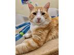 Adopt Thomas O'Malley a Orange or Red (Mostly) Domestic Shorthair / Mixed (short