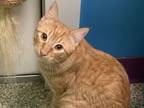 Adopt Hip Hop a Manx