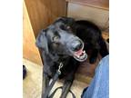 Adopt Hooch a Black Labrador Retriever / German Shepherd Dog / Mixed dog in