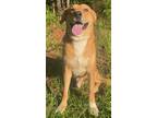 Adopt Ryan Dixon a Labrador Retriever / Mixed dog in Rockaway, NJ (38525474)