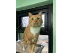 Adopt Kirby a Domestic Short Hair