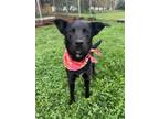 Adopt Rodeo a Shepherd, Labrador Retriever