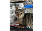 Adopt Clive a Domestic Short Hair