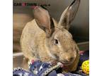 Adopt Samwise a Bunny Rabbit